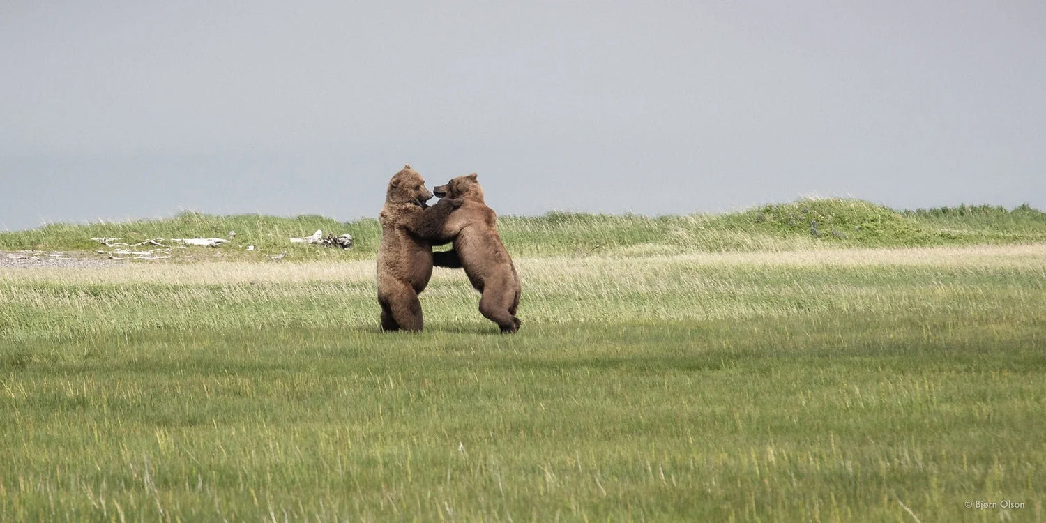 BEAR IN MIND: TIPS FOR SUCCESSFUL AND RESPECTFUL ENCOUNTERS WITH BEARS