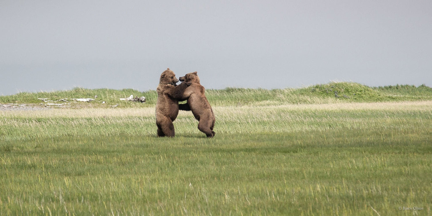 Bear In Mind: The Sorts of Things You Should Know for Successful and Respectful Encounters with Bears