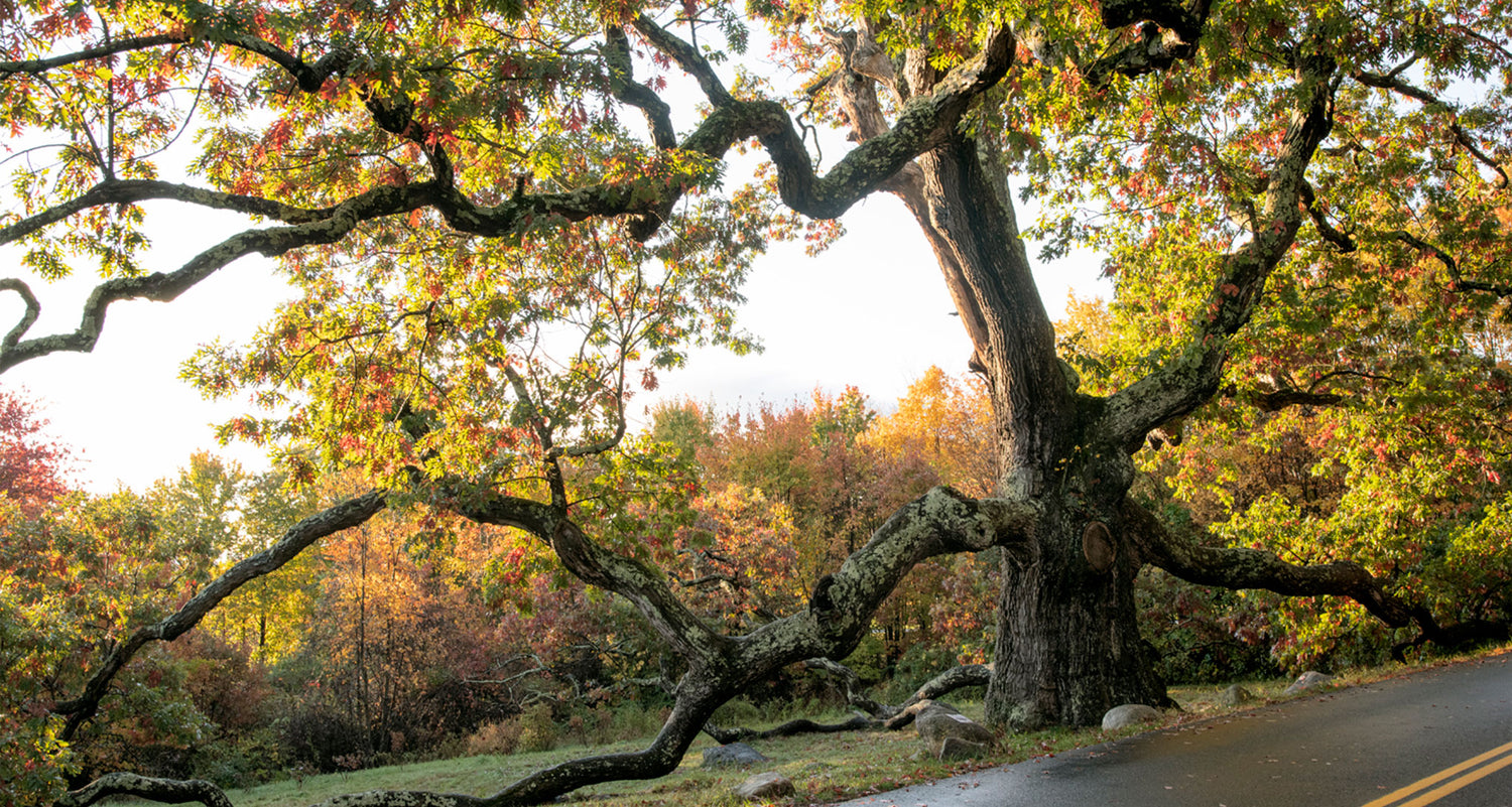 In Search of the Elders and Betters: Honoring Our Oldest Trees with Brian Kelley