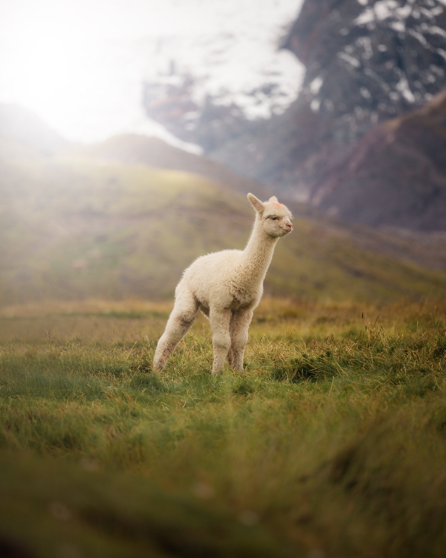 Peruvian Treks