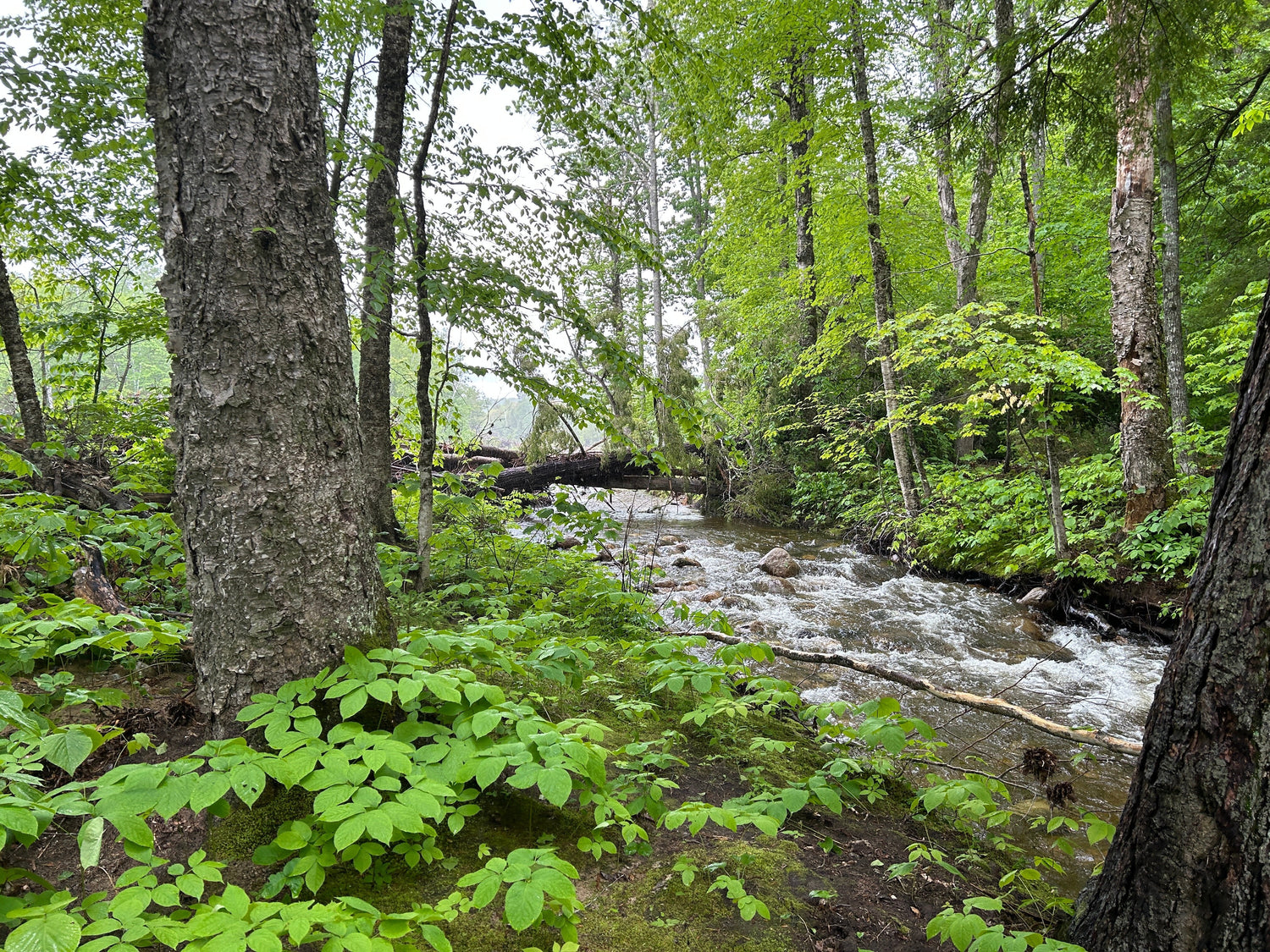 Quitting (and Un-Quitting) The White Mountains Trace