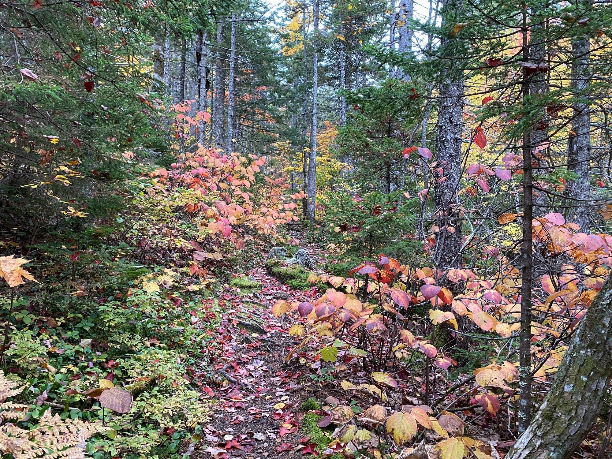 Top Hikes for Fall Foliage in the White Mountain National Forest